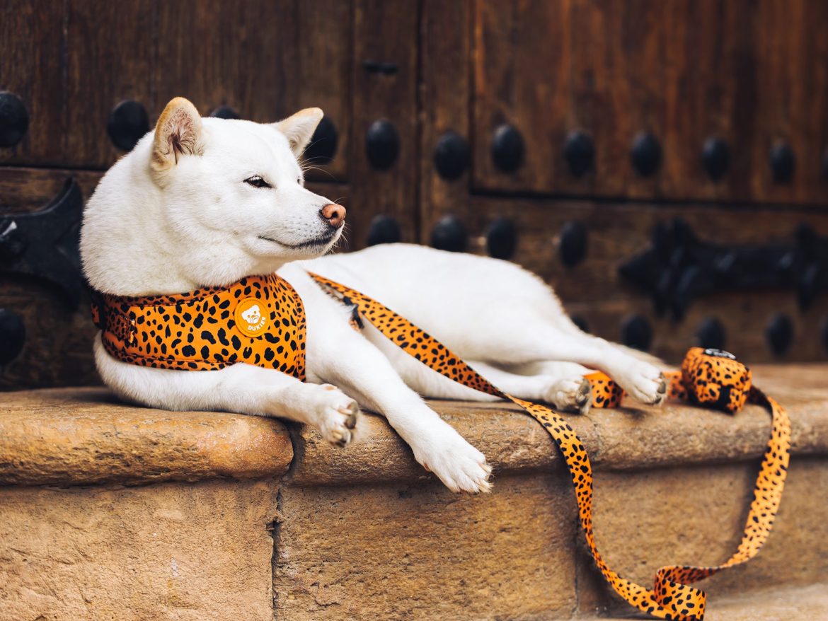 DUKIER ARNES AJUSTABLE CHEETAH GOLD - Imagen 4