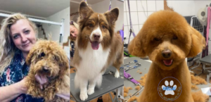 peluquería mascotas avilés