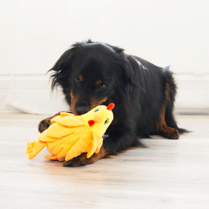 KONG Layerz Gallina talla M, juguete de olfato para perro